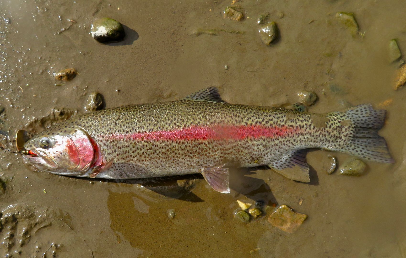 Aniak River, Alaska....part II Utah Wildlife Network